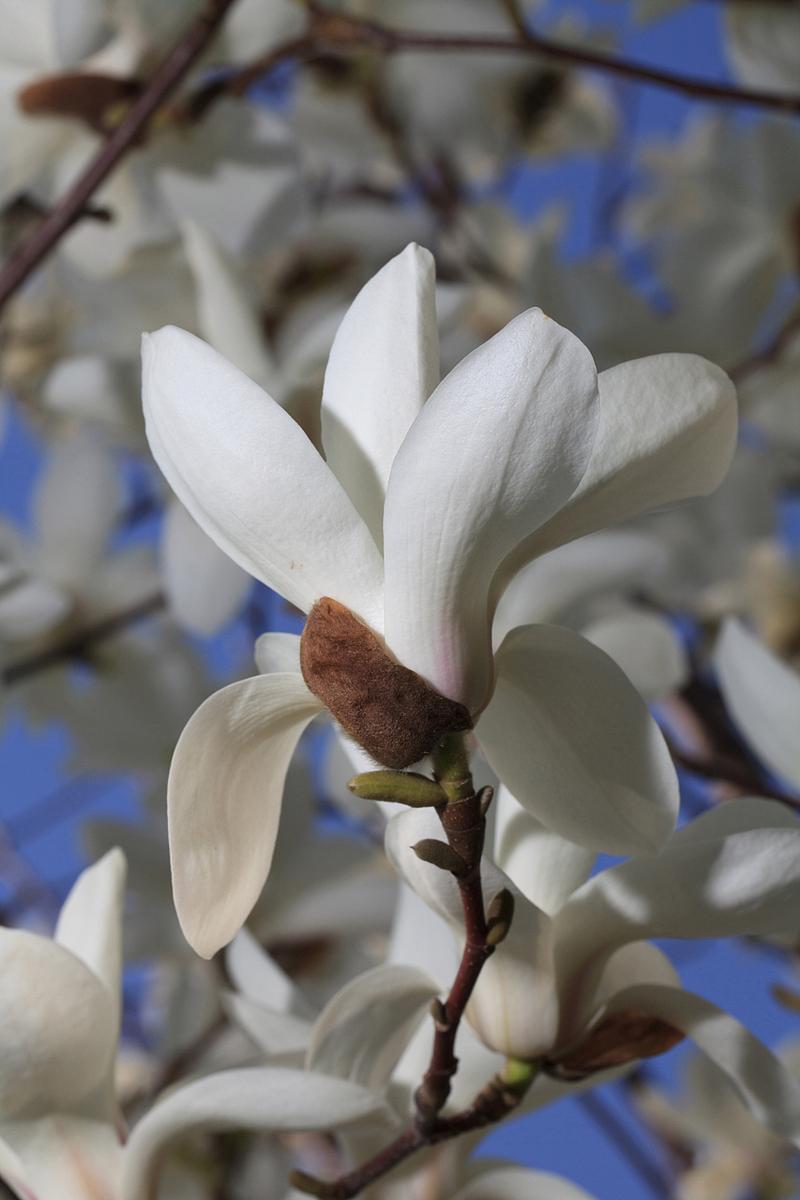 白玉兰怎么施肥，白玉兰施什么肥-第4张图片-优品飞百科