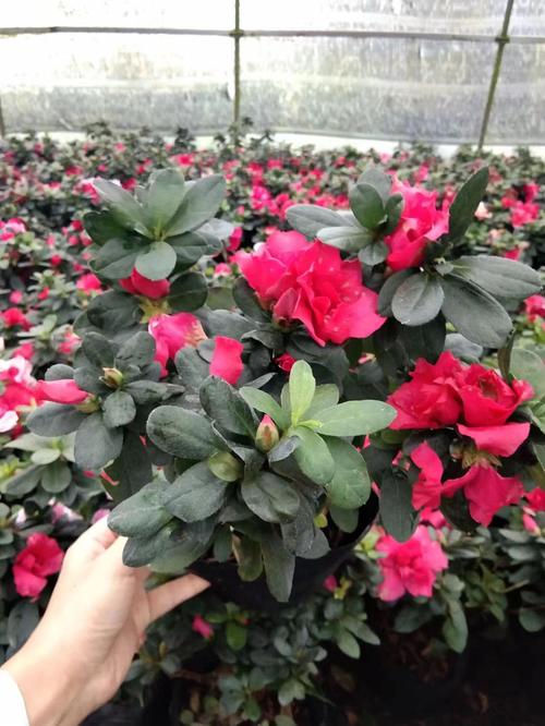 盆栽西洋鹃怎么养殖，西洋鹃如何养大