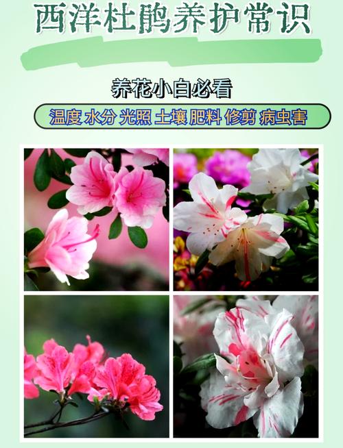 盆栽西洋鹃怎么养殖，西洋鹃如何养大-第2张图片-优品飞百科