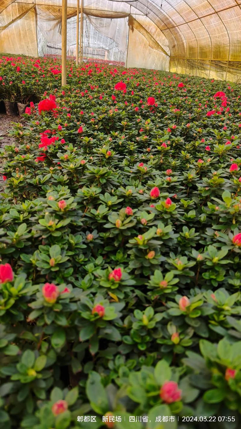 盆栽西洋鹃怎么养殖，西洋鹃如何养大-第3张图片-优品飞百科