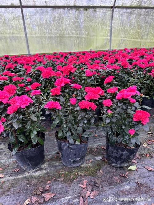 盆栽西洋鹃怎么养殖，西洋鹃如何养大-第5张图片-优品飞百科