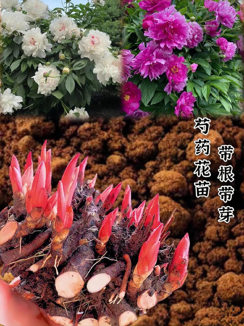 芍药分株一般在什么时间，芍药分栽？-第1张图片-优品飞百科