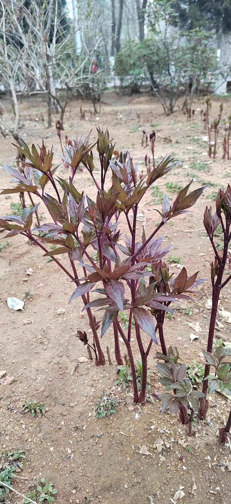 芍药分株一般在什么时间，芍药分栽？-第2张图片-优品飞百科