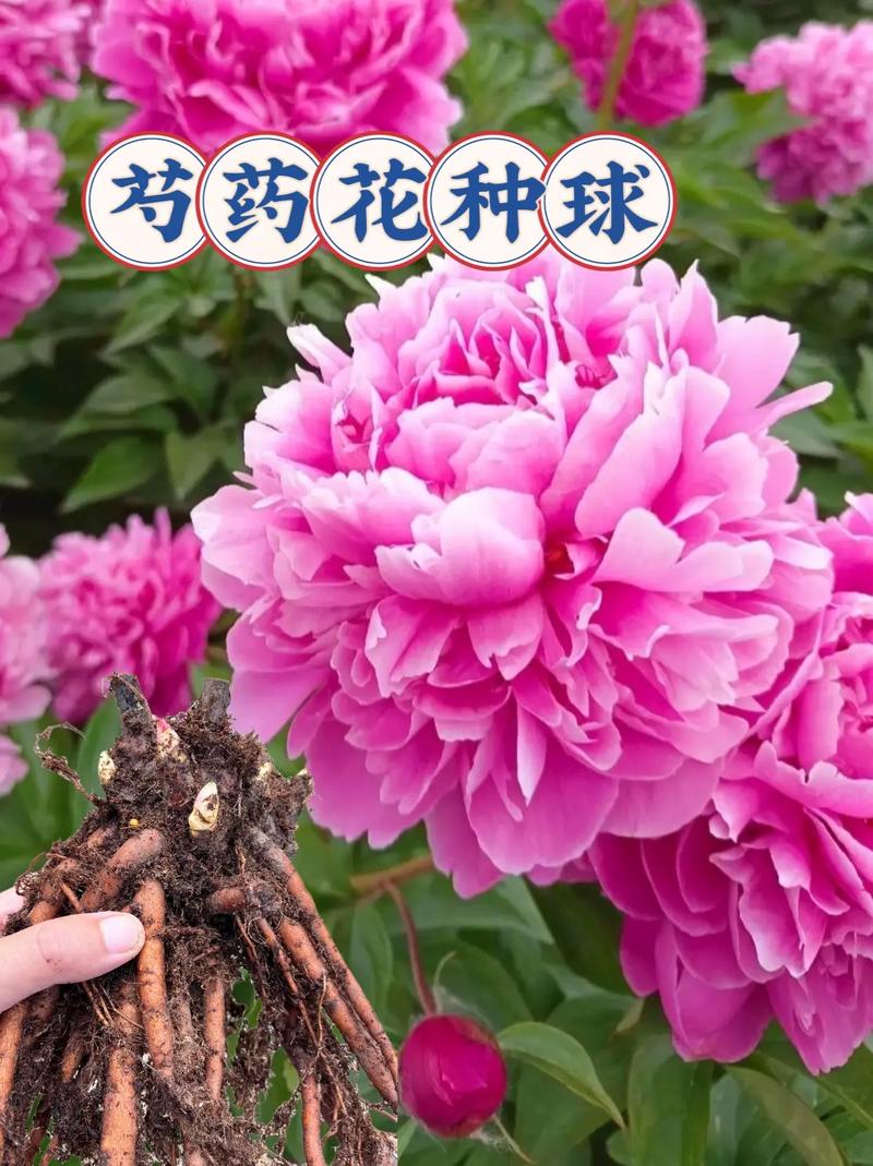 芍药分株一般在什么时间，芍药分栽？-第3张图片-优品飞百科