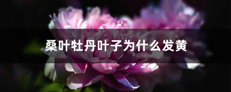 桑叶牡丹叶子为什么发黄？桑叶牡丹叶子发黄长斑怎么回事？