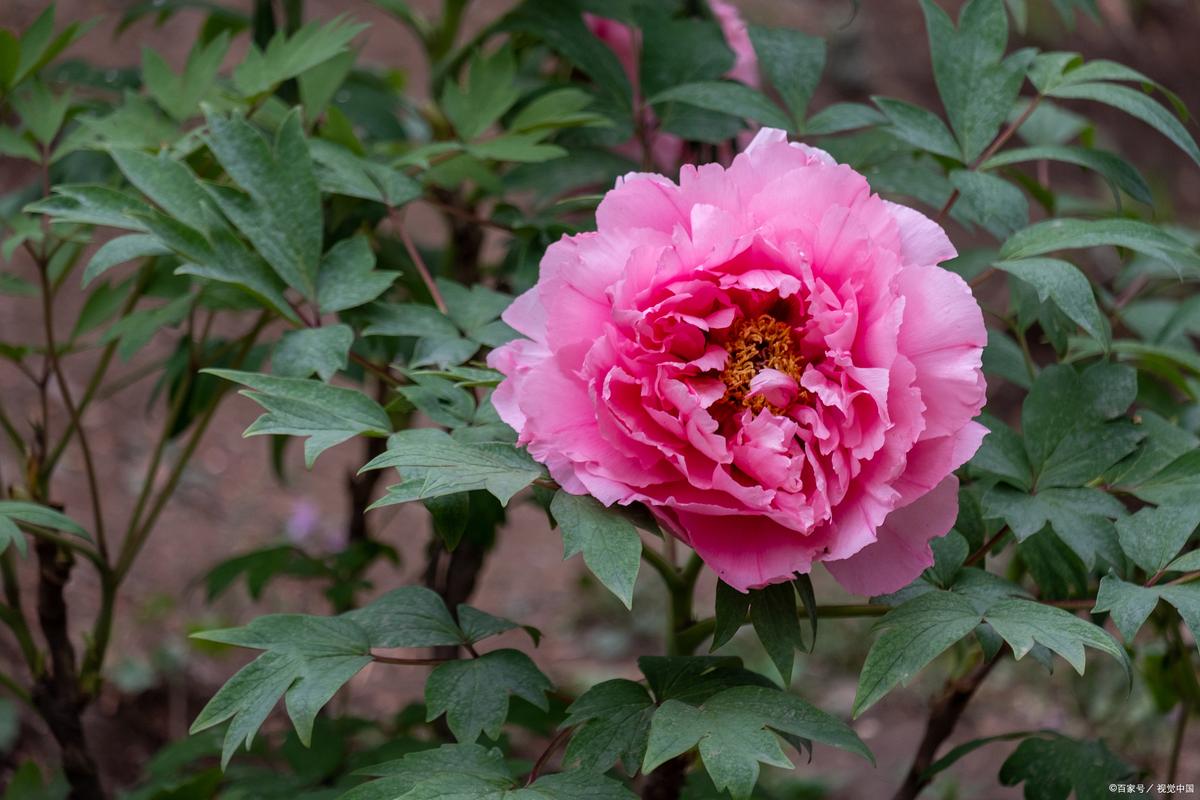 桑叶牡丹叶子为什么发黄？桑叶牡丹叶子发黄长斑怎么回事？-第3张图片-优品飞百科