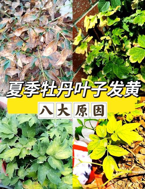 桑叶牡丹叶子为什么发黄？桑叶牡丹叶子发黄长斑怎么回事？-第4张图片-优品飞百科