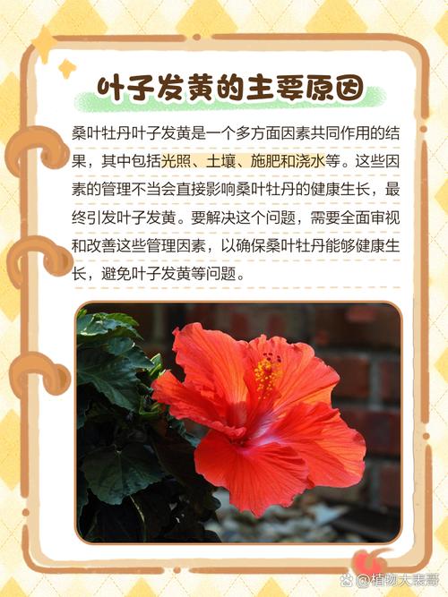 桑叶牡丹叶子为什么发黄？桑叶牡丹叶子发黄长斑怎么回事？-第5张图片-优品飞百科