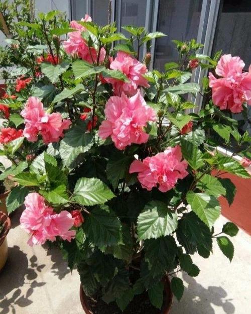 桑叶牡丹叶子为什么发黄？桑叶牡丹叶子发黄长斑怎么回事？-第6张图片-优品飞百科