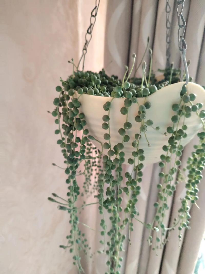 翡翠珠怎么养，翡翠珠怎么养好看？-第7张图片-优品飞百科