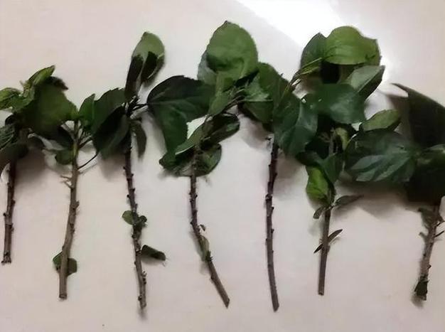 金银花扦插繁殖易生根的方法？金银花扦插繁殖的技术要点？