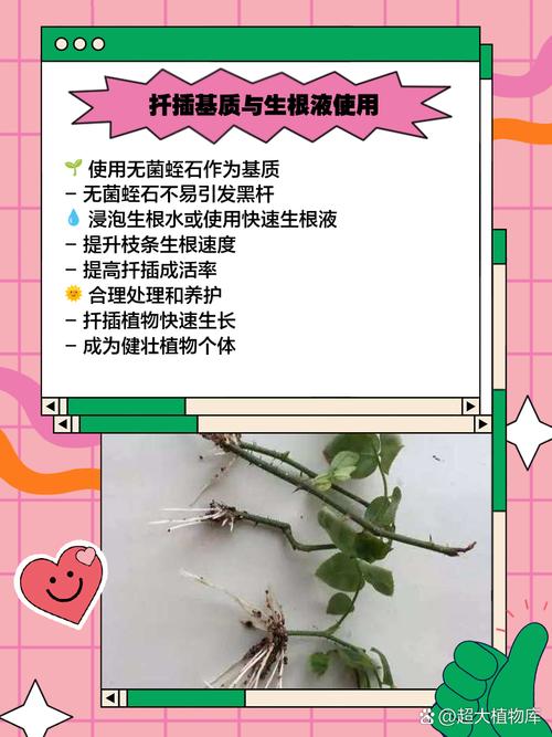 金银花扦插繁殖易生根的方法？金银花扦插繁殖的技术要点？-第2张图片-优品飞百科