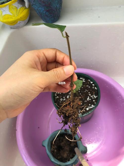 金银花扦插繁殖易生根的方法？金银花扦插繁殖的技术要点？-第3张图片-优品飞百科