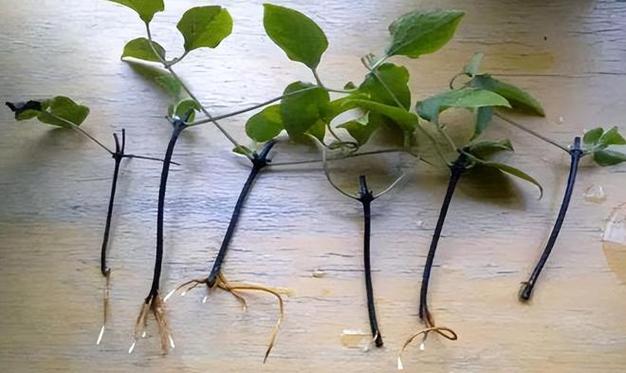 金银花扦插繁殖易生根的方法？金银花扦插繁殖的技术要点？-第4张图片-优品飞百科