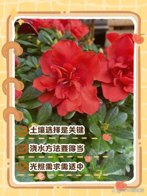 杜鹃如何养护四季开花，杜鹃花开怎么养护？