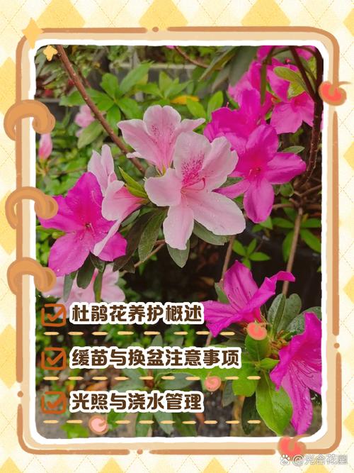 杜鹃如何养护四季开花，杜鹃花开怎么养护？-第3张图片-优品飞百科