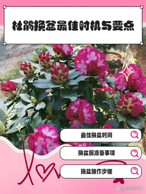 杜鹃如何养护四季开花，杜鹃花开怎么养护？-第4张图片-优品飞百科