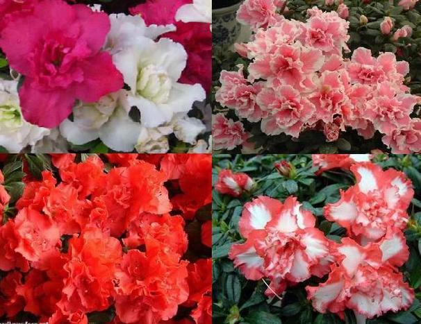 杜鹃如何养护四季开花，杜鹃花开怎么养护？-第5张图片-优品飞百科