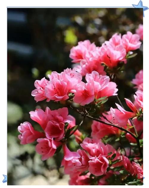 杜鹃如何养护四季开花，杜鹃花开怎么养护？-第6张图片-优品飞百科