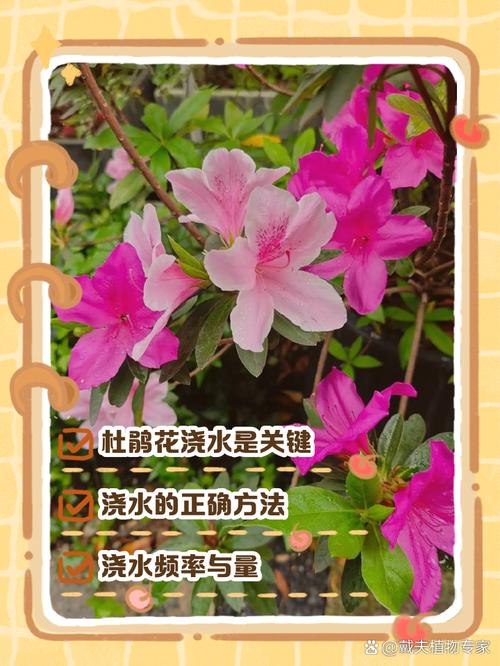 杜鹃如何养护四季开花，杜鹃花开怎么养护？-第8张图片-优品飞百科