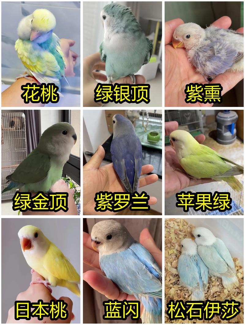 新买的牡丹怎么养？新栽的牡丹如何护理？