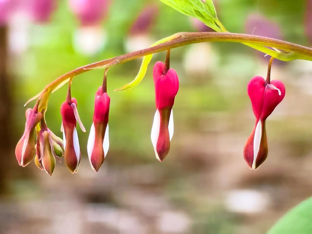 新买的牡丹怎么养？新栽的牡丹如何护理？-第2张图片-优品飞百科