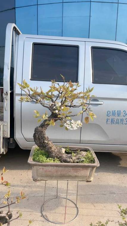 梨树盆景怎么养，梨树盆景养的多吗？