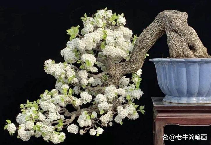 梨树盆景怎么养，梨树盆景养的多吗？-第2张图片-优品飞百科