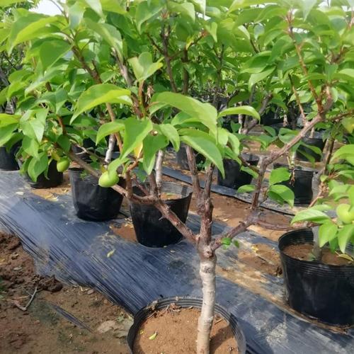 梨树盆景怎么养，梨树盆景养的多吗？-第3张图片-优品飞百科