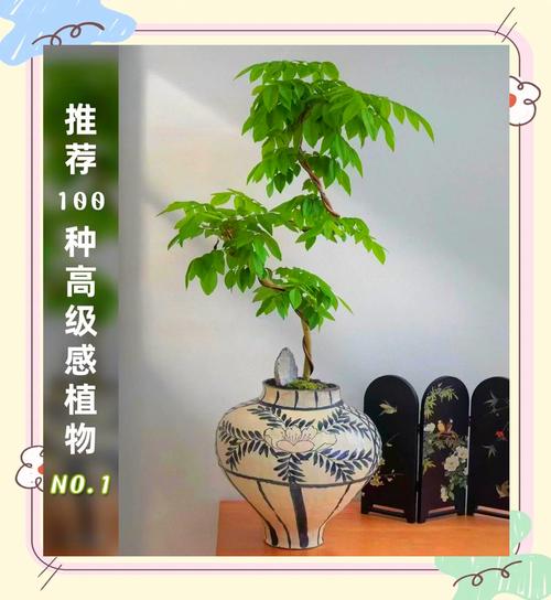 梨树盆景怎么养，梨树盆景养的多吗？-第4张图片-优品飞百科