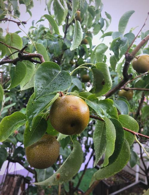 梨树盆景怎么养，梨树盆景养的多吗？-第5张图片-优品飞百科