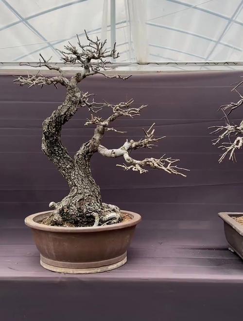 梨树盆景怎么养，梨树盆景养的多吗？-第6张图片-优品飞百科