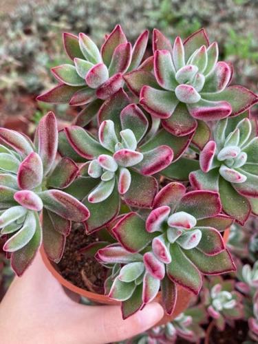 锦晃星老桩怎么养，锦晃星叶子可以繁殖吗-第2张图片-优品飞百科