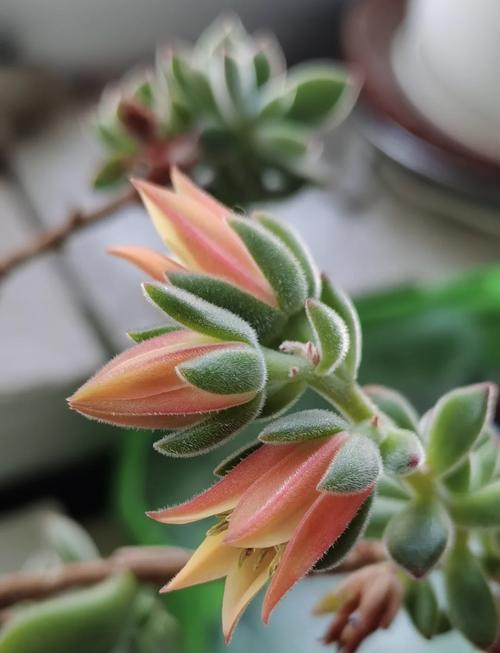 锦晃星老桩怎么养，锦晃星叶子可以繁殖吗