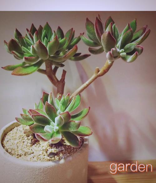 锦晃星老桩怎么养，锦晃星叶子可以繁殖吗-第3张图片-优品飞百科