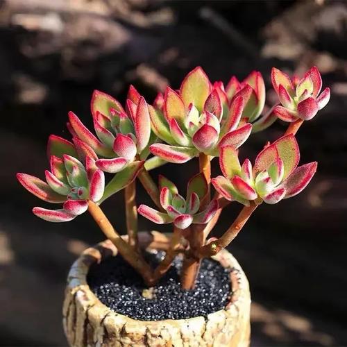 锦晃星老桩怎么养，锦晃星叶子可以繁殖吗-第4张图片-优品飞百科