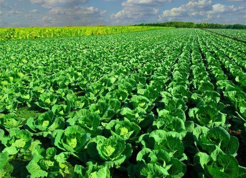 锦晃星老桩怎么养，锦晃星叶子可以繁殖吗-第6张图片-优品飞百科