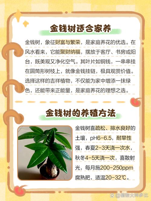 金钱树的养殖方法和注意事项,金钱树的养殖方法和注意事项用什么肥料-第4张图片-优品飞百科 金钱树的养殖方法和注意事项,金钱树的养殖方法和注意事项用什么肥料-第4张图片-优品飞百科