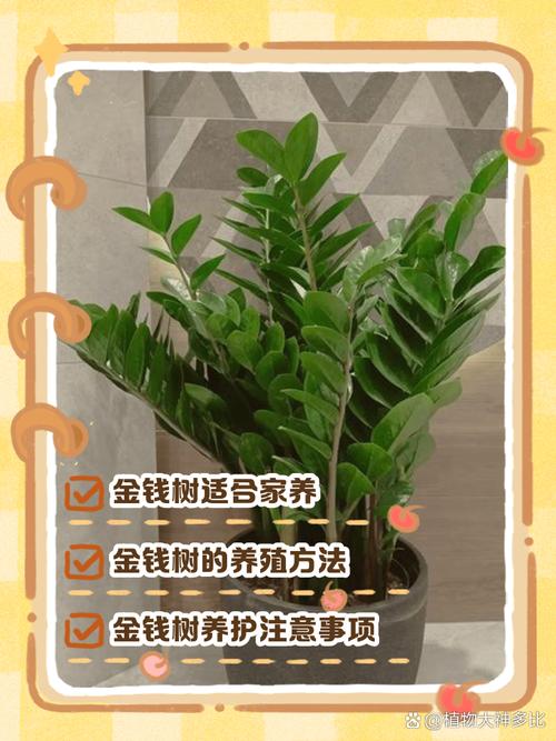 金钱树的养殖方法和注意事项,金钱树的养殖方法和注意事项用什么肥料-第5张图片-优品飞百科 金钱树的养殖方法和注意事项,金钱树的养殖方法和注意事项用什么肥料-第5张图片-优品飞百科