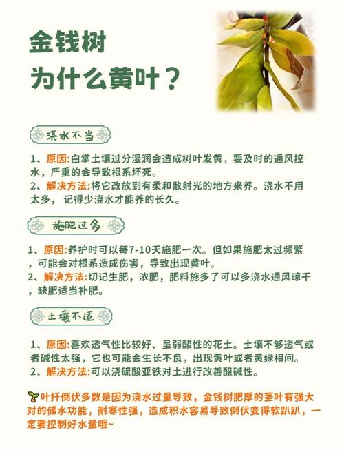 金钱树的养殖方法和注意事项,金钱树的养殖方法和注意事项用什么肥料-第6张图片-优品飞百科 金钱树的养殖方法和注意事项,金钱树的养殖方法和注意事项用什么肥料-第6张图片-优品飞百科