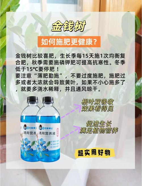 金钱树的养殖方法和注意事项,金钱树的养殖方法和注意事项用什么肥料-第7张图片-优品飞百科 金钱树的养殖方法和注意事项,金钱树的养殖方法和注意事项用什么肥料-第7张图片-优品飞百科