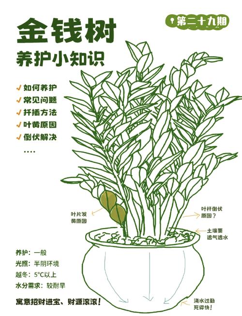 金钱树的养殖方法和注意事项,金钱树的养殖方法和注意事项用什么肥料-第8张图片-优品飞百科 金钱树的养殖方法和注意事项,金钱树的养殖方法和注意事项用什么肥料-第8张图片-优品飞百科