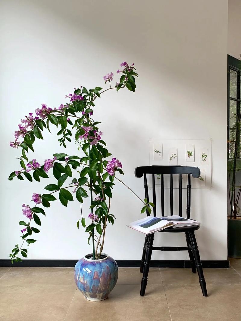 如何使蒜香藤在元旦开花,蒜香藤花苗需要几年才开花?-第1张图片-优品飞百科 如何使蒜香藤在元旦开花,蒜香藤花苗需要几年才开花?-第1张图片-优品飞百科