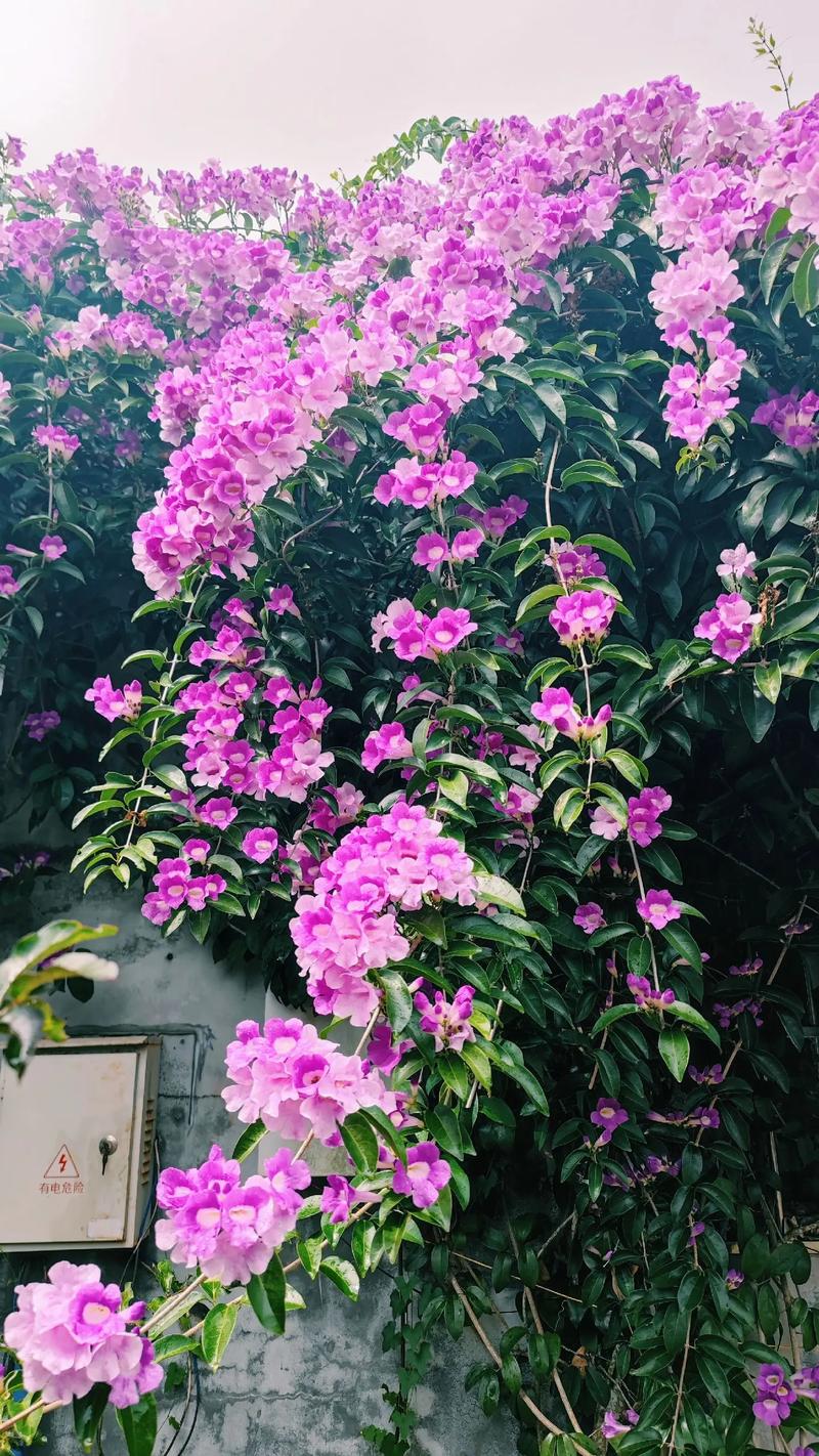 如何使蒜香藤在元旦开花,蒜香藤花苗需要几年才开花?-第2张图片-优品飞百科 如何使蒜香藤在元旦开花,蒜香藤花苗需要几年才开花?-第2张图片-优品飞百科