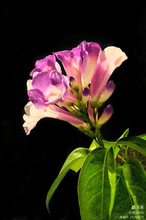 如何使蒜香藤在元旦开花,蒜香藤花苗需要几年才开花?-第4张图片-优品飞百科 如何使蒜香藤在元旦开花,蒜香藤花苗需要几年才开花?-第4张图片-优品飞百科