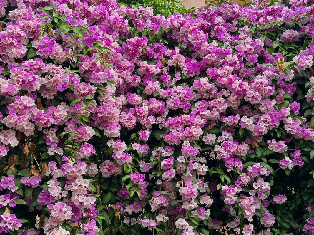 如何使蒜香藤在元旦开花,蒜香藤花苗需要几年才开花?-第3张图片-优品飞百科 如何使蒜香藤在元旦开花,蒜香藤花苗需要几年才开花?-第3张图片-优品飞百科