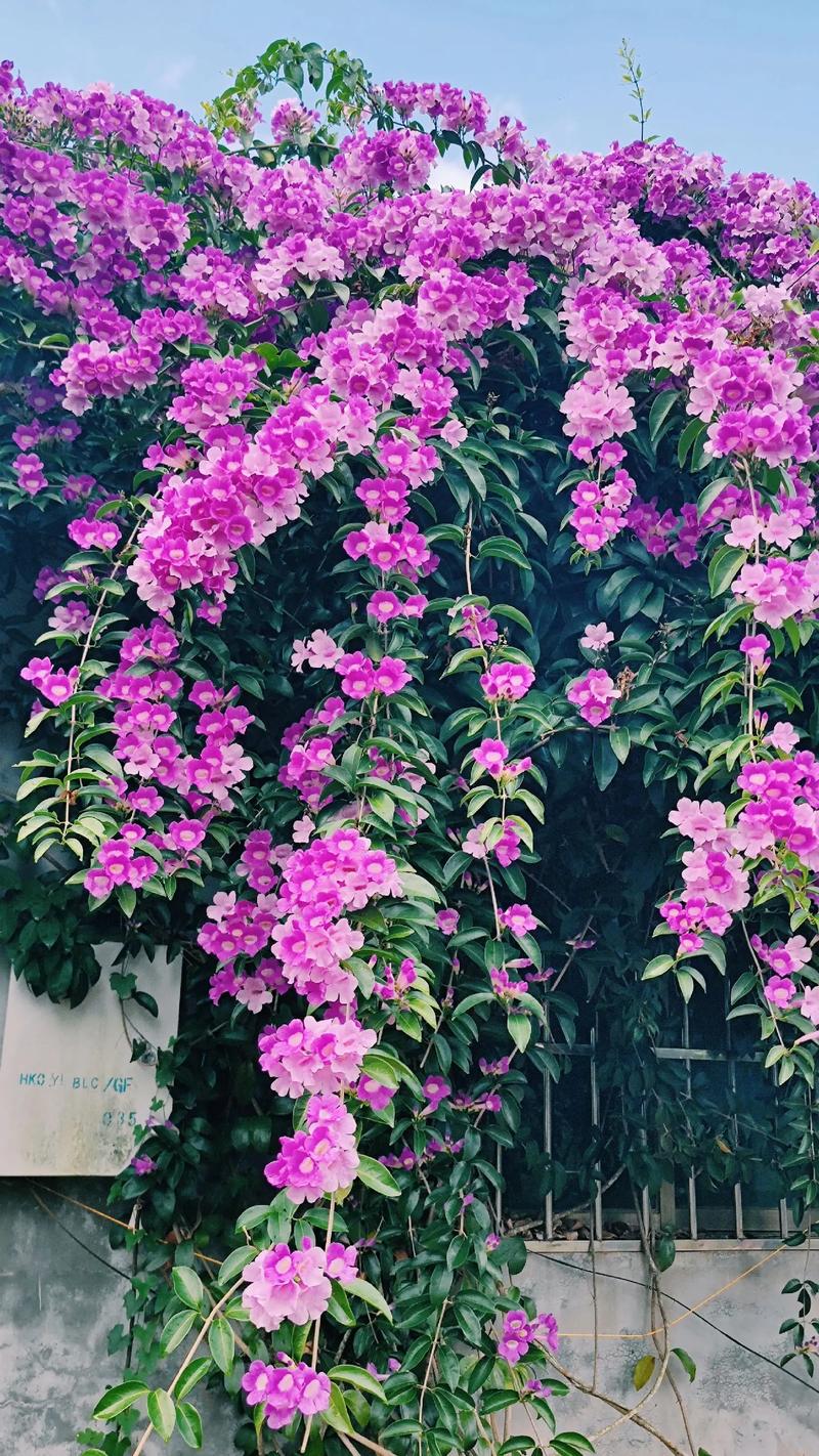 如何使蒜香藤在元旦开花,蒜香藤花苗需要几年才开花?-第5张图片-优品飞百科 如何使蒜香藤在元旦开花,蒜香藤花苗需要几年才开花?-第5张图片-优品飞百科