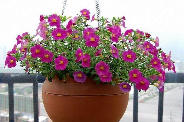 盆里埋上1斤油,装油的盆子-第5张图片-优品飞百科 盆里埋上1斤油,装油的盆子-第5张图片-优品飞百科