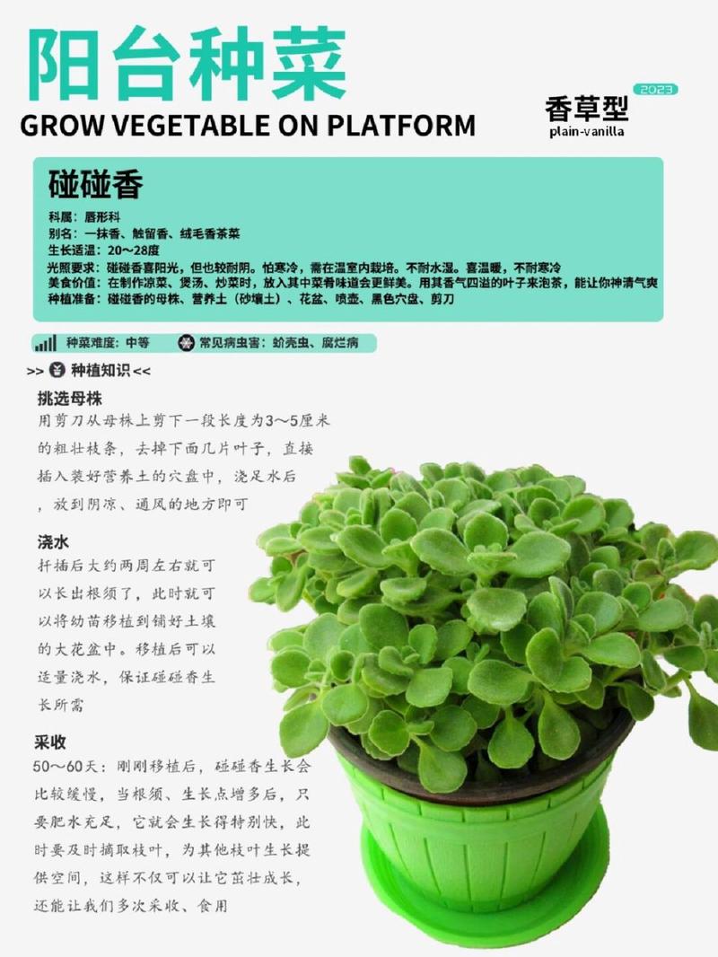 碰碰香秋天怎么养，碰碰香好养活？