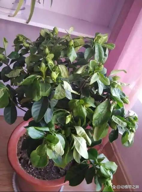 碰碰香秋天怎么养,碰碰香好养活?-第2张图片-优品飞百科 碰碰香秋天怎么养,碰碰香好养活?-第2张图片-优品飞百科